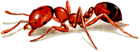 Hangy�k irt�sa